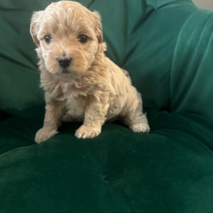 maltipoo for sale