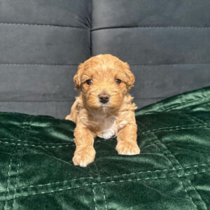 maltipoo breeders near me