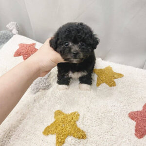 toy maltipoo for sale near me