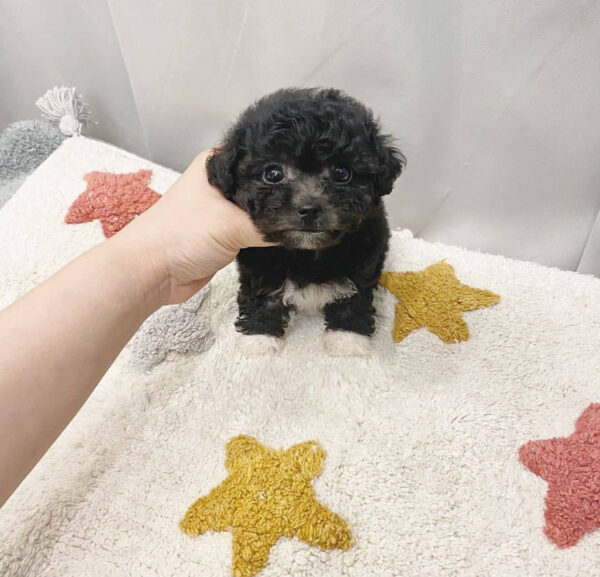 toy maltipoo for sale near me