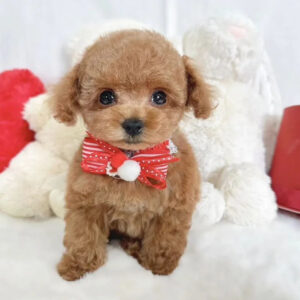 maltipoo puppies for sale