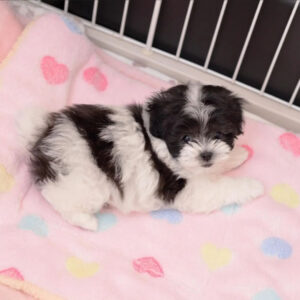 toy maltipoo puppies for sale