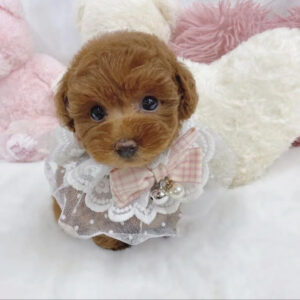 teacup maltipoo puppies for sale