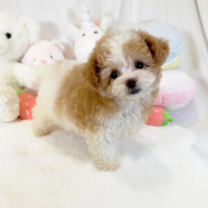 maltipoo puppies for sale near me